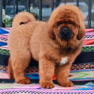 Tibetan Mastiff Puppy