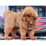 Tibetan Mastiff Puppy Thumbnail 3