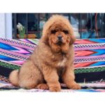 Tibetan Mastiff Puppy Thumbnail 2