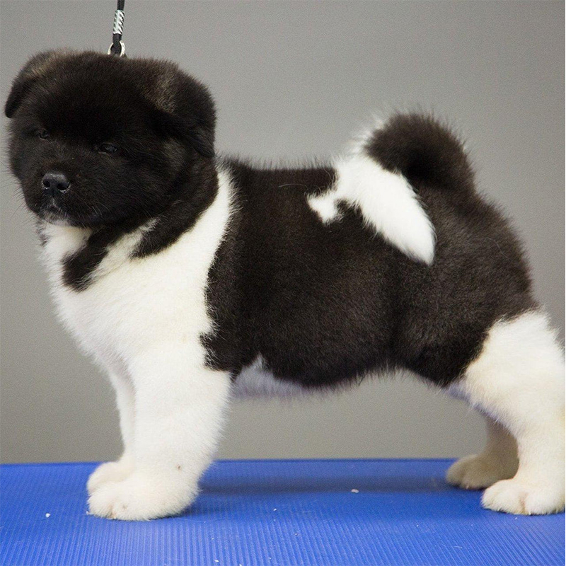 Akita