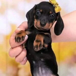 Dachshund Puppy