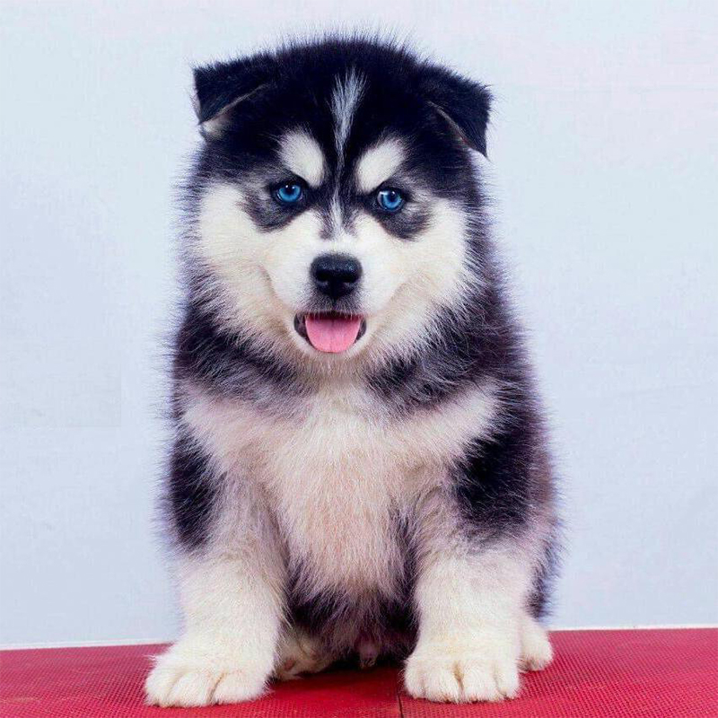 Siberian Husky Puppy