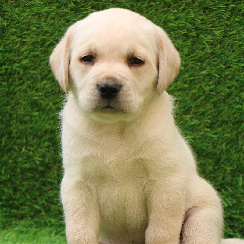 Labrador Retriever Puppy
