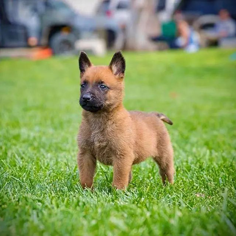 Belgian Melinois Puppy