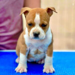 American Staffordshire Terrier Puppy Thumbnail 1