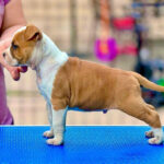 American Staffordshire Terrier Puppy Thumbnail 2