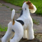 Wire Fox Terrier Puppy Thumbnail 3