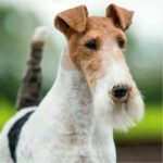 Wire Fox Terrier Puppy Thumbnail 2