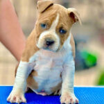 American Staffordshire Terrier Puppy Thumbnail 3