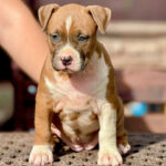 American Staffordshire Terrier Puppy Thumbnail 4