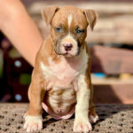 American Staffordshire Terrier Puppy Thumbnail 5