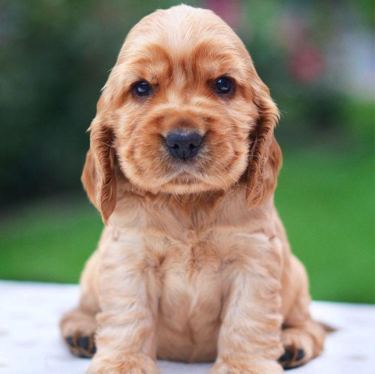 Cocker Spaniel Puppy