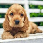 Cocker Spaniel Puppy Thumbnail 2