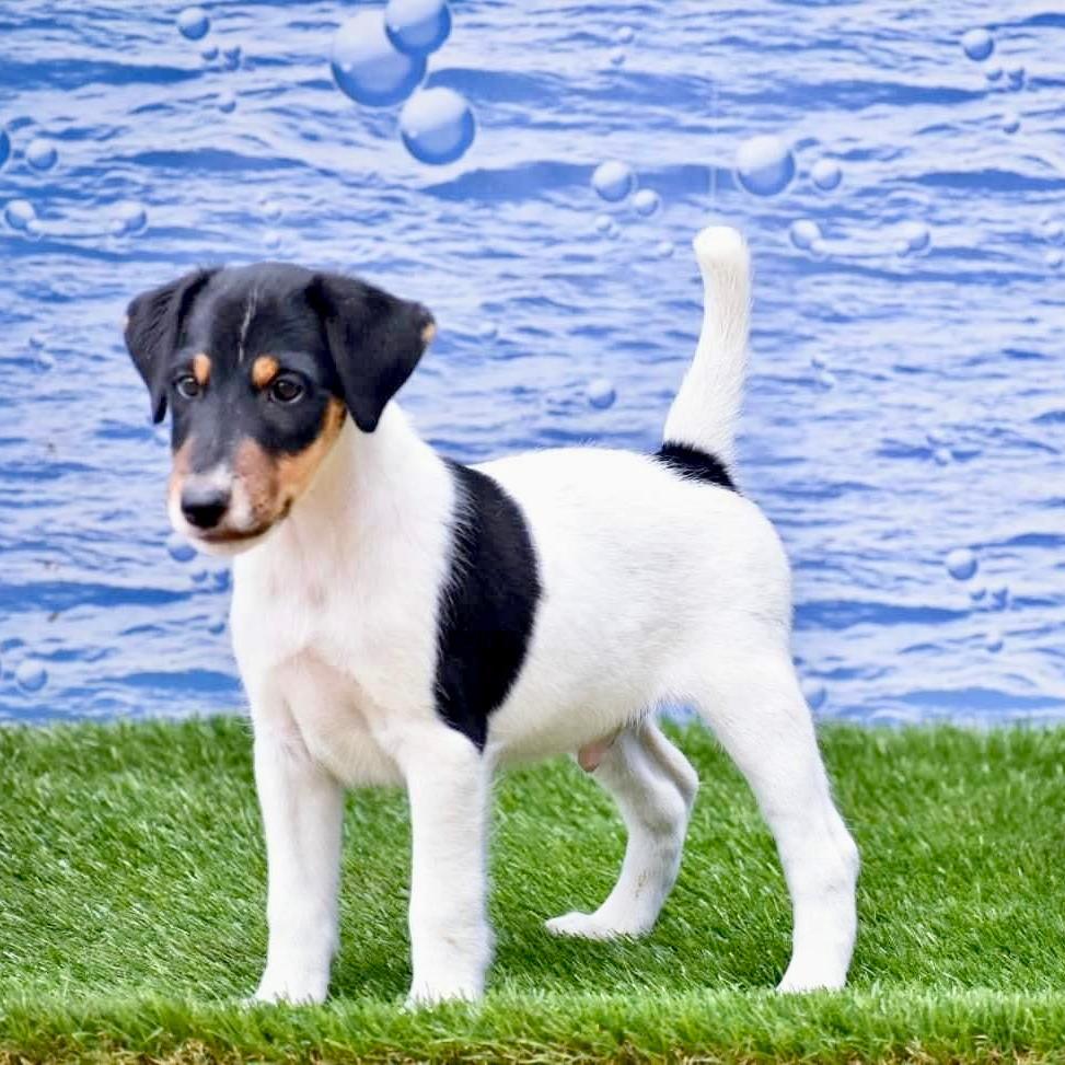 Fox Terrier Puppy
