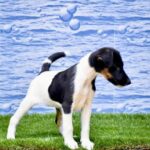 Fox Terrier Puppy Thumbnail 2