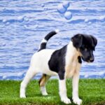 Fox Terrier Puppy Thumbnail 3