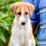 Fox Terrier Puppy Thumbnail 4